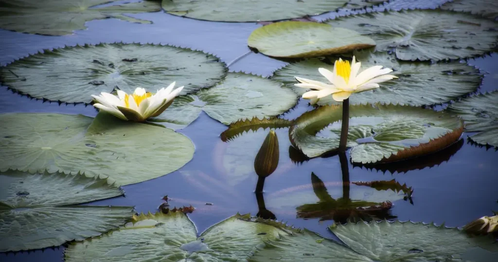 Oração para agradecer a Deus pelo meus filhos