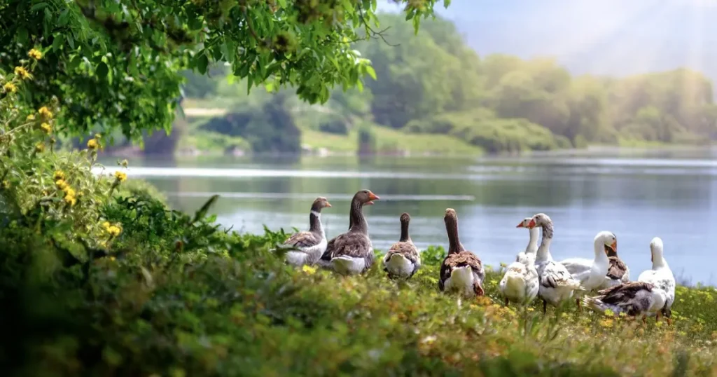 Oração de agradecimento e proteção